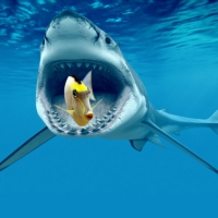 Great White Shark