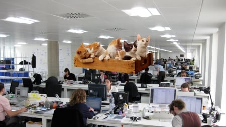 Your inbox is full! - cats, kittens, office, inbox