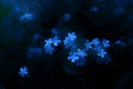 We are Blue - forget me not, flowers, nature, blue