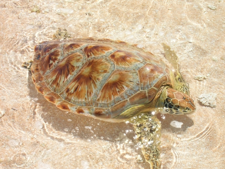 Fakarava Sea Turtle in clear lagoon on sandy white beach in French Polynesia