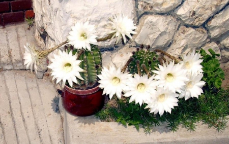 white cactus flowers - flowers, white, cactus, garden