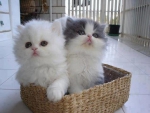 cute kittens in the basket