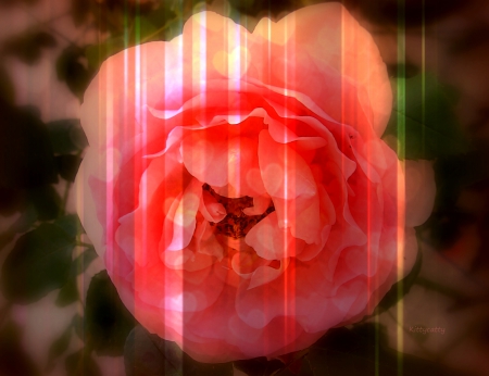 ♥ღ~ Dreamy Soft Rose ~ღ♥ - bokeh, summer, romantic, artwork, pink, red, soft, garden, rose, dreamy, hearts