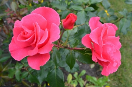 Pink Roses - leaves, summer, blossoms, garden