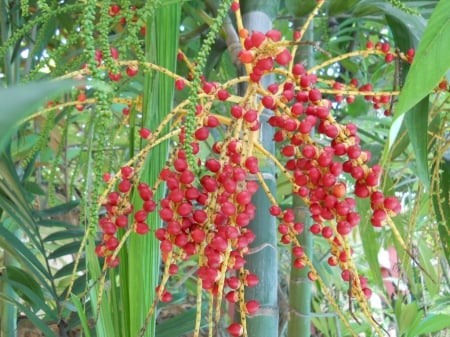 The Palm Fruit. - a, of, red, palm