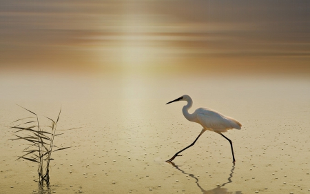 Stork at Sunset - walking, beach, sunset, stork