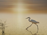 Stork at Sunset