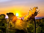 Sunflowers at Sunset