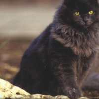 Fluffy black cat