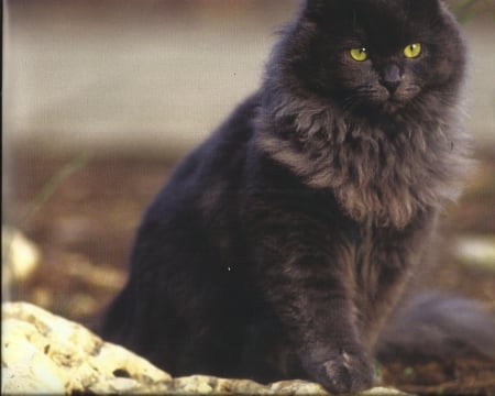 Fluffy black cat - fluffy, black, cute, paws, cat