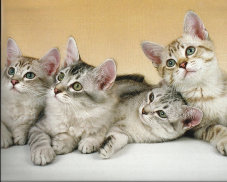 Four Kittens - paws, four, cute, kitten