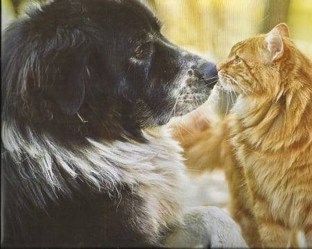 Friendship - paws, cute, cat, dog