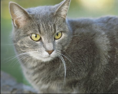 Gray Cat - paws, cute, cat, eyes