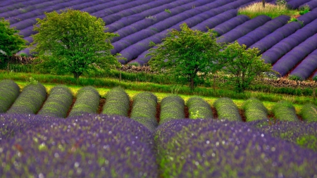 A wonderful place - purple, trees, amazing, green