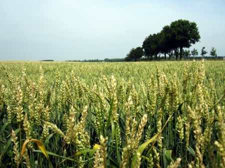 Summer - fields, sunshine, sky, trees, photography, summer, field, nature, blue, green, tree