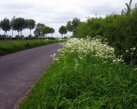 Path - trees, photography, road, grass, flower, tree, flowers, path, nature, view, green