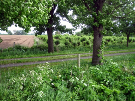 Countryside - trees, photography, summer, road, path, nature, rees, view, grass