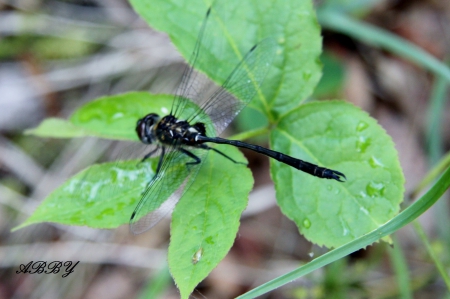 Dragonfly while camping - photography, black, green, dragonfly