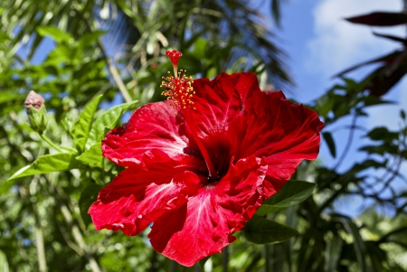 Tropical Flower Red Hibiscus in Hawaii Polynesia - hawaii, forest, plant, cook, red, rain, hawaiian, paradise, hibiscus, lush, lei, flower, rainforest, islands, tropical, bora bora, botany