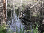 Forests at the camp ground