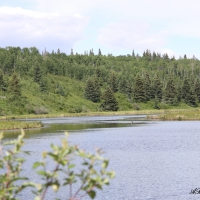 Green trees at the camp ground