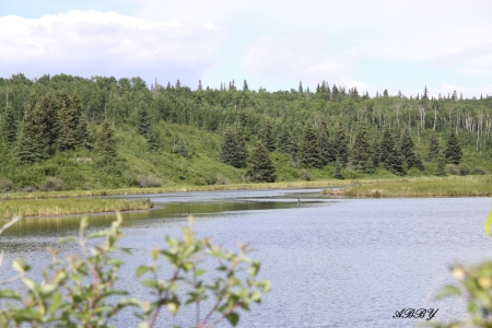 Green trees at the camp ground - trees, Lakes, green, photography, Forests