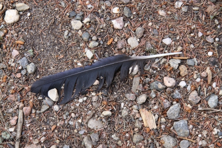 Black Feather on the camp ground - brown, photography, feather, stones, black