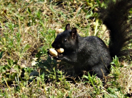 take two for the road - peanuts, squirrel, green, black, grass