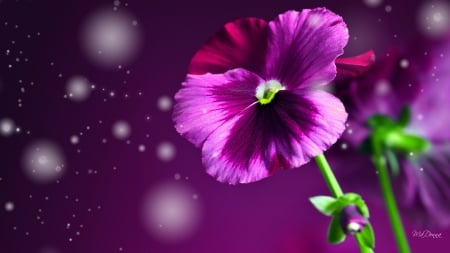 Perfect Pansy - glow, purple, floral, pansie, pink, summer, flower, spring