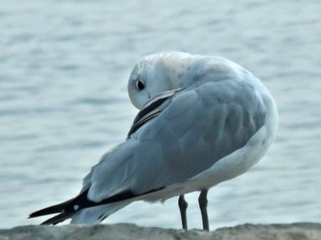 seagull preening - white, water, seagull, bird