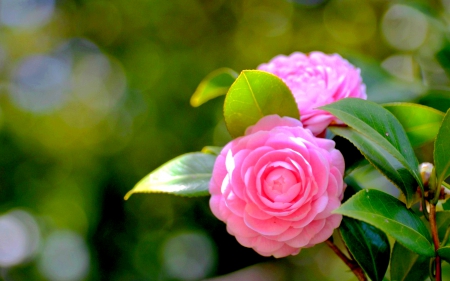 PINK CAMELIA - camellia, flower, petals, pink