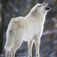 Snow wolf