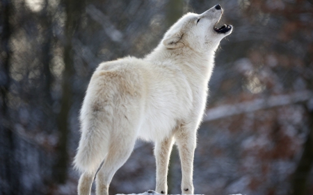 Snow wolf