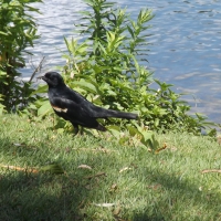 red winged black bird