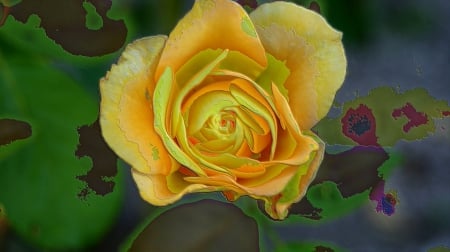 Abstract Yellow Rose - art, abstract, foilage, photography, plants, graden, rose, flower