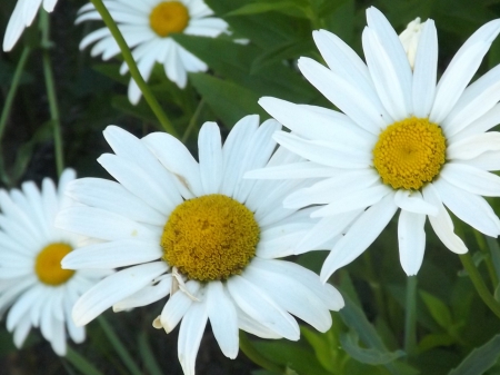 simplicity - daisy, white, flower, petals