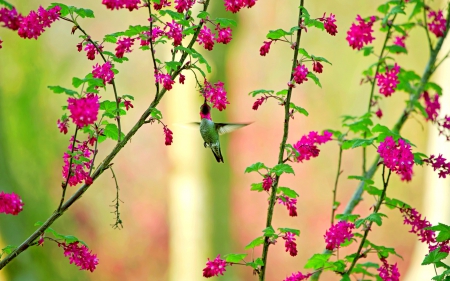 HUMMING BIRD - bird, flowers, hummingbirds, branches