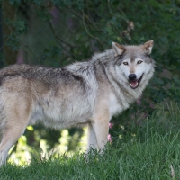 Timber wolf