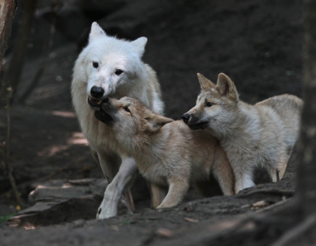 mother wolf - wolfrunning, snow, dog, mythical, the pack, wisdom beautiful, grey wolf, timber, canis lupus, abstract, spirit, friendship, howling, grey, white, nature, arctic, wallpaper, majestic, wolf, canine, pack, wild animal black, wolf wallpaper, winter, wolf pack, quotes, howl, wolves, black, lobo, lone wolf, solitude