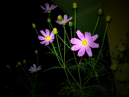 cosmos flower - balcony, flower, cosmos, dark