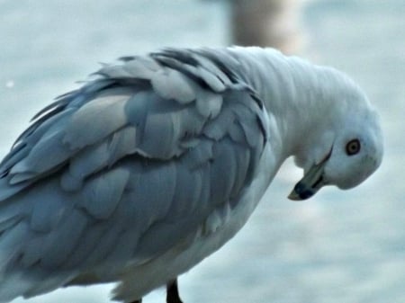 seagull - white, seagull, bird, blue