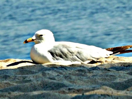 seagulls - white, water, sand, seagull, bird