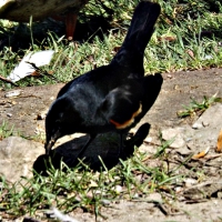 red winged black bird