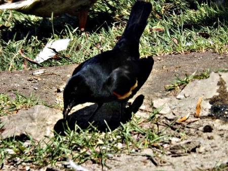 red winged black bird - bird, black, red winged black bird, dirt ground