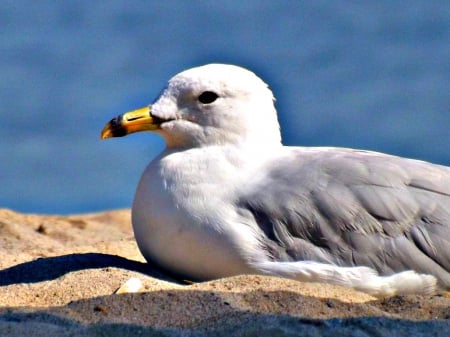 seagull - sand, seagull, bird, blue