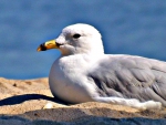 seagull