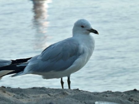 seagull - beach, water, sand, seagull, bird