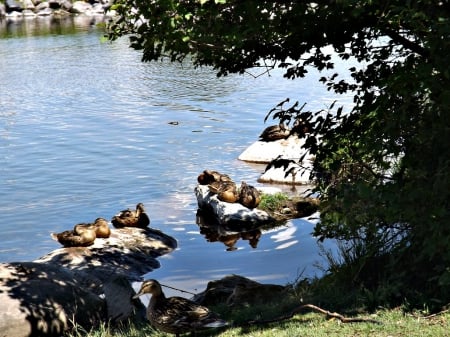 sapping up the heat - ducks, trees, water, green, grass