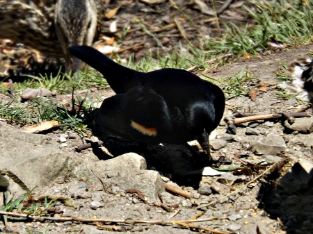 red winged black bird - ground, bird, black, red winged black bird