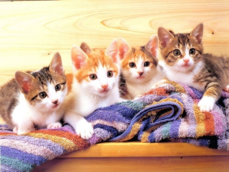 four cute kittens - cute, kuttens, animals, cats